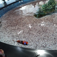 국립해양박물관 로봇물고기 보셨나요?