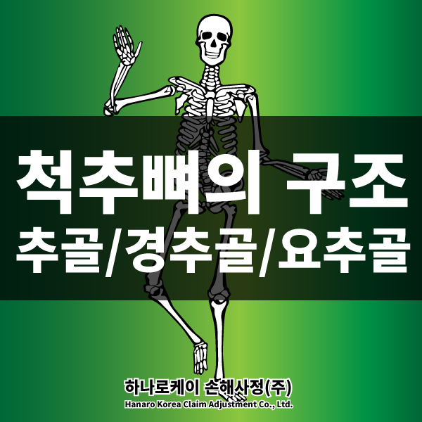 척추뼈의 구조 (추골, 경추골, 흉추, 요추골) : 네이버 블로그