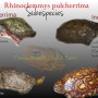 R. pulcherrima 사육정보 (1)