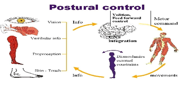 자세 조절의 중요성(뇌졸중 후 자세 조절의 문제점, postural control, balance, stroke, 재활, 운동 ...