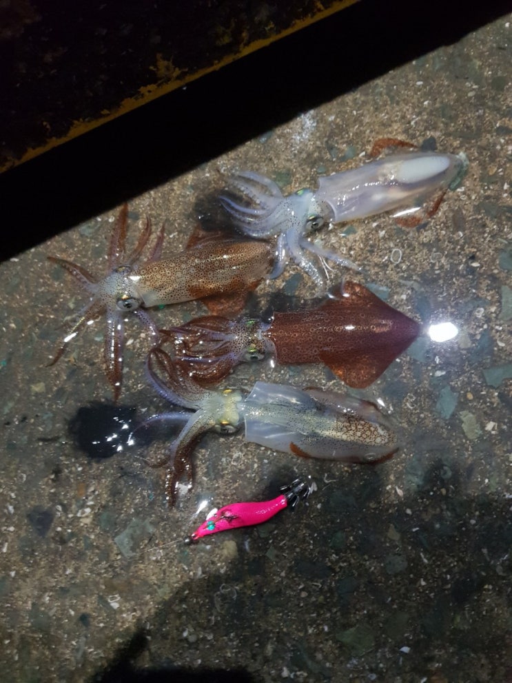 부산 기장 호래기 낚시 부산 호래기 포인트 : 네이버 블로그