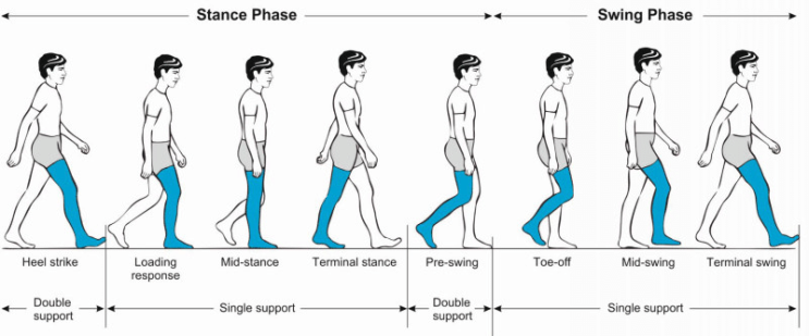 gait-cycle