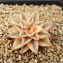 모노금(Echeveria Monocerotis)