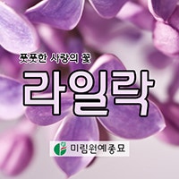 라일락 꽃말과 특징 소개 : 네이버 블로그