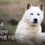 [견종 세미나] 진돗개