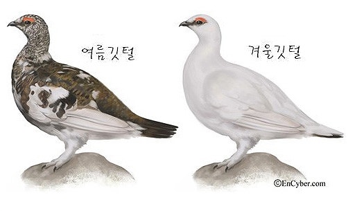 눈산에 사는 희귀한 새 '뇌조' : 네이버 블로그