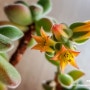 [다육식물 금황성 키우기] 겨울에 꽃을 피운 우리집 금황성(錦晃星)