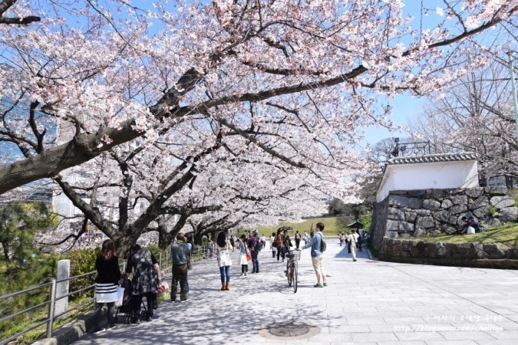 2018 일본 벚꽃 개화시기(feat.사쿠라웨더맵) : 네이버 블로그