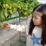 일산 딸기체험 & 아이스크림 만들기, 성연딸기농장