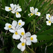 노랑무늬 흰 붓꽃