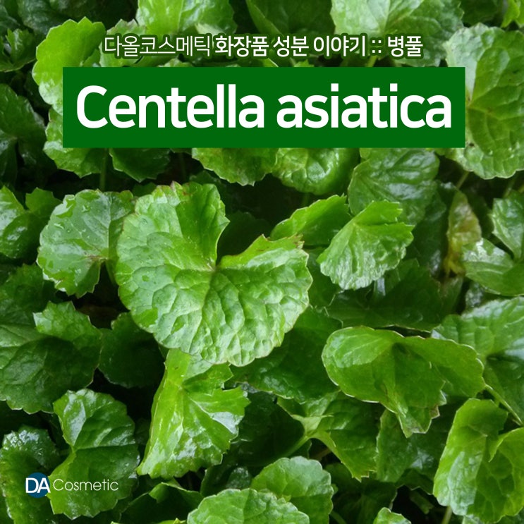 화장품 성분 이야기 :: 병풀추출물(Centella asiatica) : 네이버 블로그