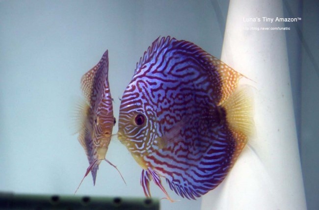 Altum Flora Discus Backcross : 네이버 블로그
