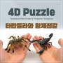 4D 퍼즐 - 황제전갈과 타란튤라 레드니 / 3D 입체퍼즐