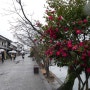 서일본 오카야마, 마루가메의 아름다운 동백꽃