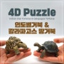 4D 퍼즐 - 인도 별거북, 갈라파고스 거북