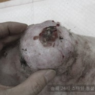 15세 강아지 지방종 수술 @송파구 수술전문 동물병원