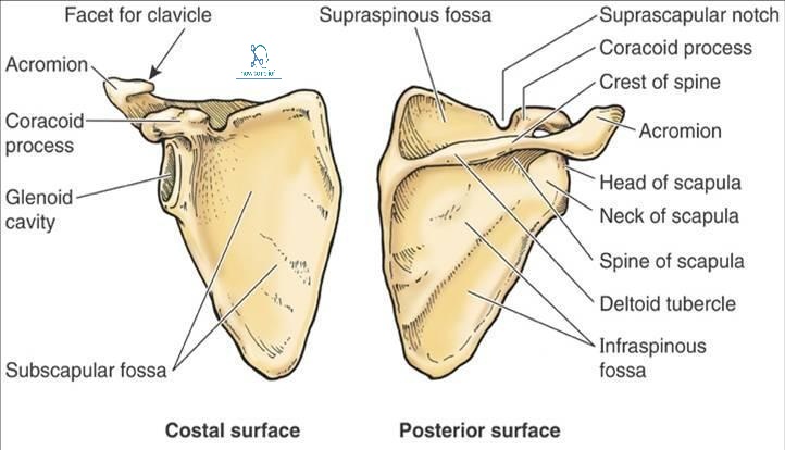 세번째 글 : ★어깨뼈 Scapula★ 에 대하여 : 네이버 블로그