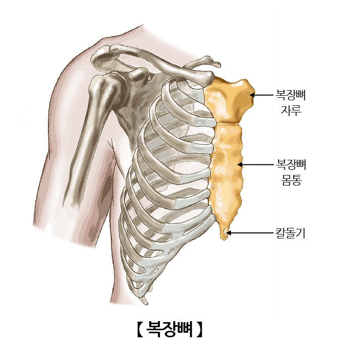 건강운동관리사_기능해부학_뉴만 Kinesiology_ 어깨주변 뼈 종류 : 네이버 블로그