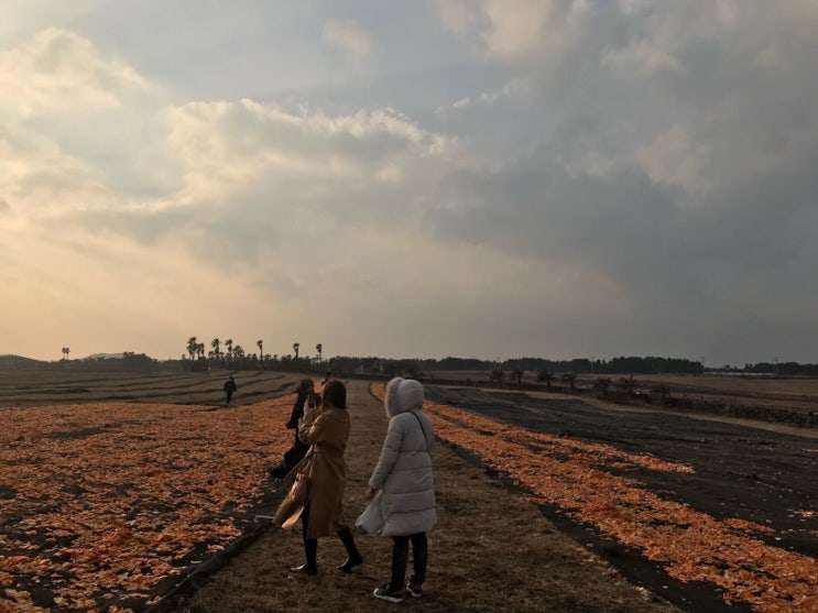 [제주 여행] 제주의 겨울, Day 1의 첫번째 이야기 : 네이버 블로그