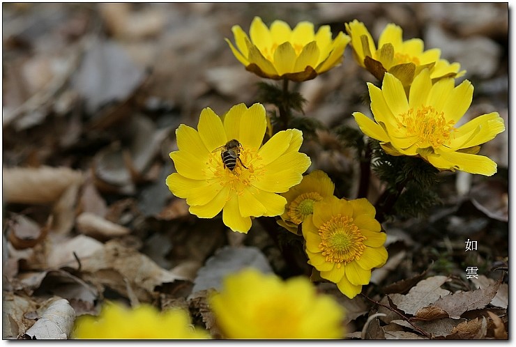 복수초 Amur Adonis 네이버 블로그