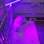 강아지 애완 반려견 용품 필수템 "램썬" LED 살균 소독기