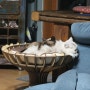고양이침대 네꼬모리 잘 사용하고있다!