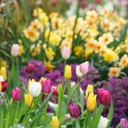 겨울에 만난 봄, 아산 세계꽃식물원