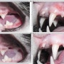 고양이 구내염의 이빨 보존 치료(고양이 부분발치)