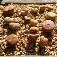사막의 카멜레온 식물 -리톱스-