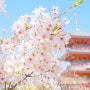 [일본 벚꽃여행] 에어서울 타고 오사카로 벚꽃여행 가요♪