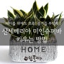 산세베리아 미인슈퍼바 키우기 물주기