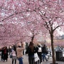 스톡홀름:D 봄의 쿵스트래드고르덴(Kungsträdgården), 벚꽃을 만나다