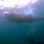 세부 오슬롭 스쿠버다이빙 #2 지구에서 가장 큰 어류 '고래상어'와 스킨스쿠버 다이빙!!