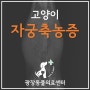 [광장동 동물병원] 고양이 자궁축농증 - 광장동물의료센터 / 광진구 광장동 군자동 자양동 천호동 구의동 구리 동물병원