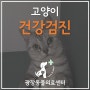 [광장동 동물병원] 고양이 건강검진 - 광장동물의료센터 / 광진구 광장동 군자동 자양동 천호동 구의동 구리 동물병원