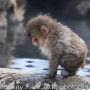일본 나가노 여행4 - 원숭이 온천