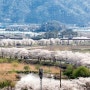 천안 위례 벚꽃 개화시기 알아보기