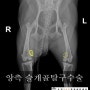 [운정24시동물의료센터] 슬개골탈구 교정술 - 파주24시동물병원, 운정24시동물병원, 일산24시 동물병원