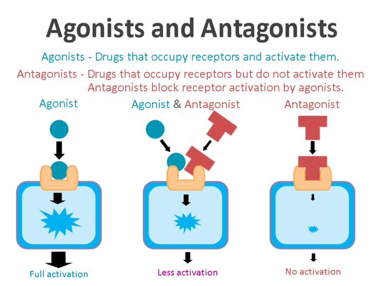 neuropharmacology-receptor-antagonist-receptor-agonist