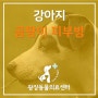 [광장동 동물병원] 강아지 곰팡이 피부병 – (광진구 광장동 군자동 자양동 천호동 구의동 중곡동 구리 동물병원)