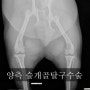 [운정24시동물의료센터] 슬개골탈구 교정술 - 파주24시동물병원, 운정24시동물병원, 일산24시 동물병원