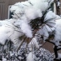 겨울끝에서/오광수 .....눈처럼 그냥 하얀 순수이고싶다!