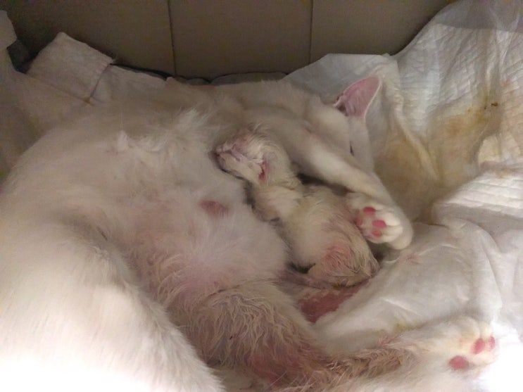 고양이 출산일기 - 출산징후와 출산 후 관리 : 네이버 블로그