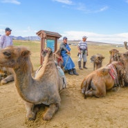몽골여행] 미니고비사막이라 불리는 엘승타사르하이에서 낙타타기