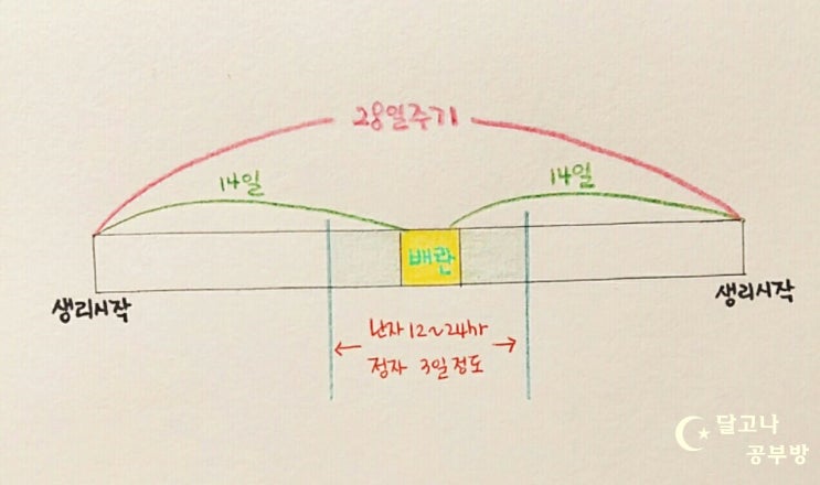 배란일(배란기) 계산 & 원포 배테기 임신확인시 사용법, 주의사항 ^.^ : 네이버 블로그