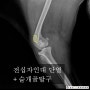 전십자인대단열,슬개골탈구 - [운정24시동물의료센터] 파주24시동물병원, 운정24시동물병원, 일산24시 동물병원