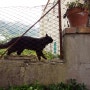 Black Cat / 검은 고양이