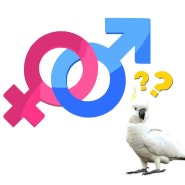 앵무새 성별 검사