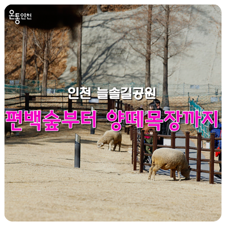 인천 동물체험 늘솔길공원 양떼목장 : 네이버 블로그