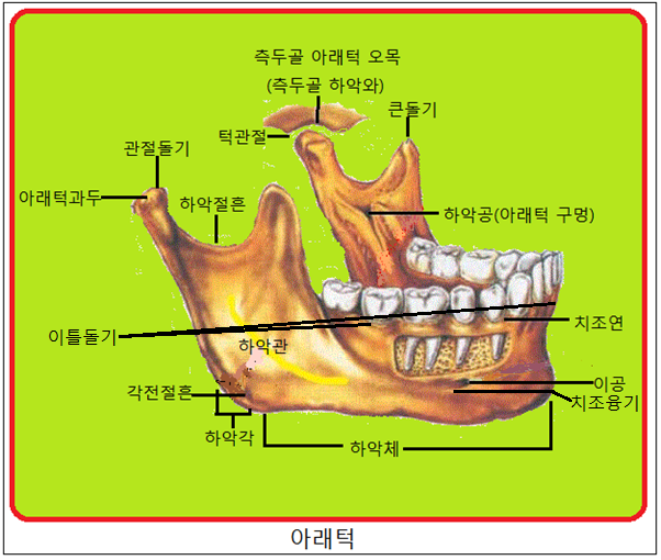 치조골막•이틀돌기•치조돌기•이틀융기•치조능선•치조연투영•폐포소낭•폐포꽈리주머니•포상연부육종•폐포환기•허파꽈리환기•폐포환기량•폐포 ...